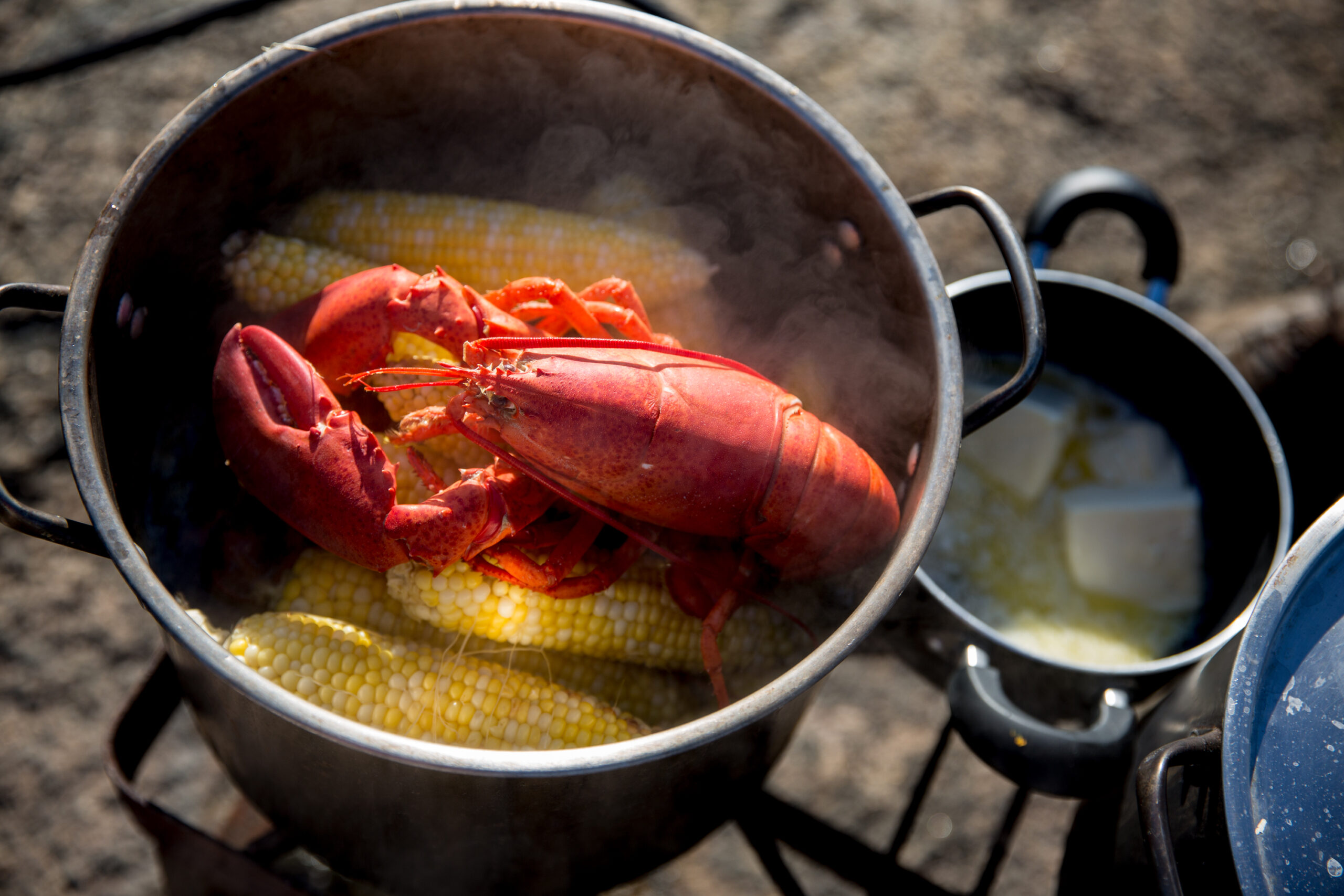 TBT  Chef learns lobstering from Maine Lobsterman