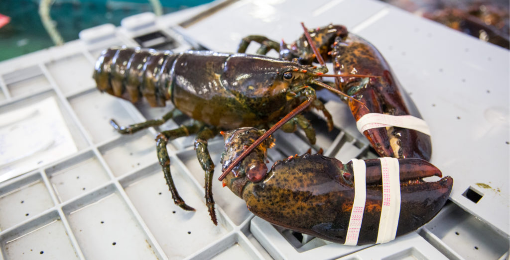 Maine Lobster sits on top of a live lobster tank in Beals, ME