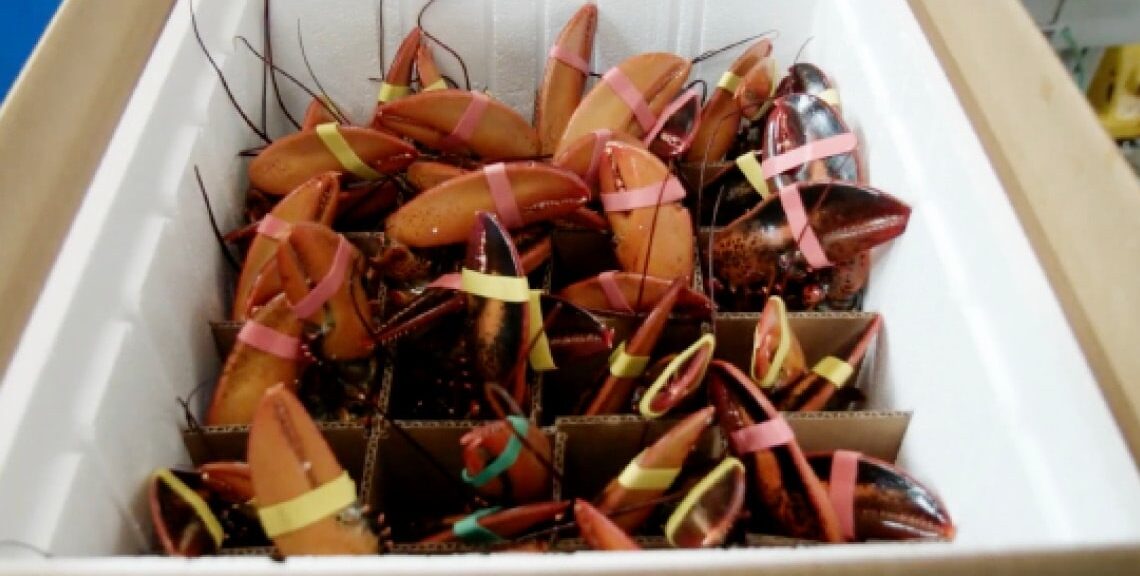 Best Practices for Shipping and Handling Live Lobster recipe image