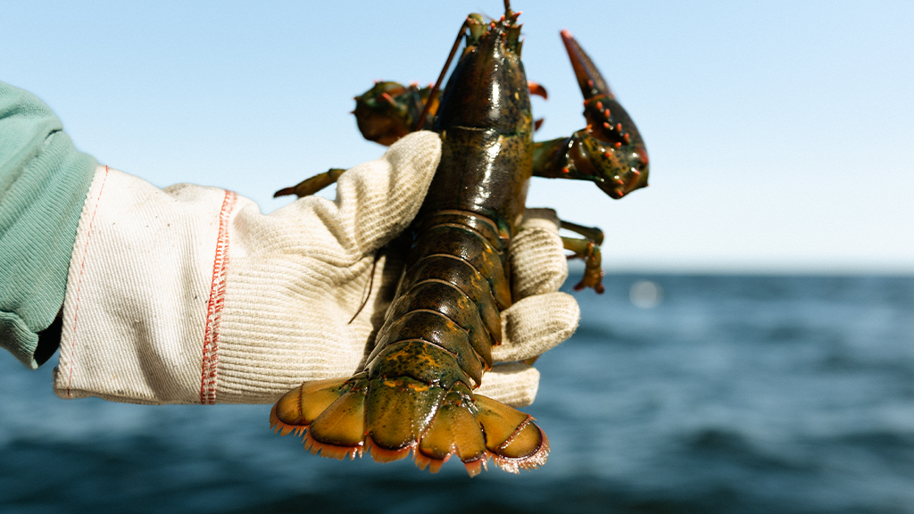 Immerse Yourself in Maine’s Iconic Lobster Industry — From Trap to Table recipe image