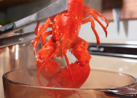 Cook the Maine Lobsters